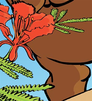 Arbre-flamboyant