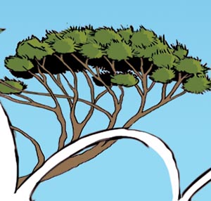 Arbre-pin parasol