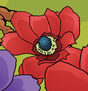 Fleurs-Anémone